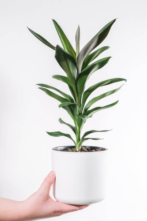 Dracaena Lisa - Image 2